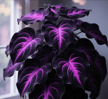 🍃 Rare Coleus seeds, ideal for perennial shade garden ornamental foliage, suitable for outdoor landscaping🌿