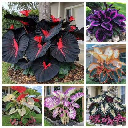 🍃 Rare Coleus seeds, ideal for perennial shade garden ornamental foliage, suitable for outdoor landscaping🌿
