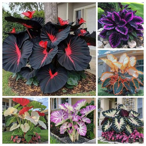🍃 Rare Coleus seeds, ideal for perennial shade garden ornamental foliage, suitable for outdoor landscaping🌿