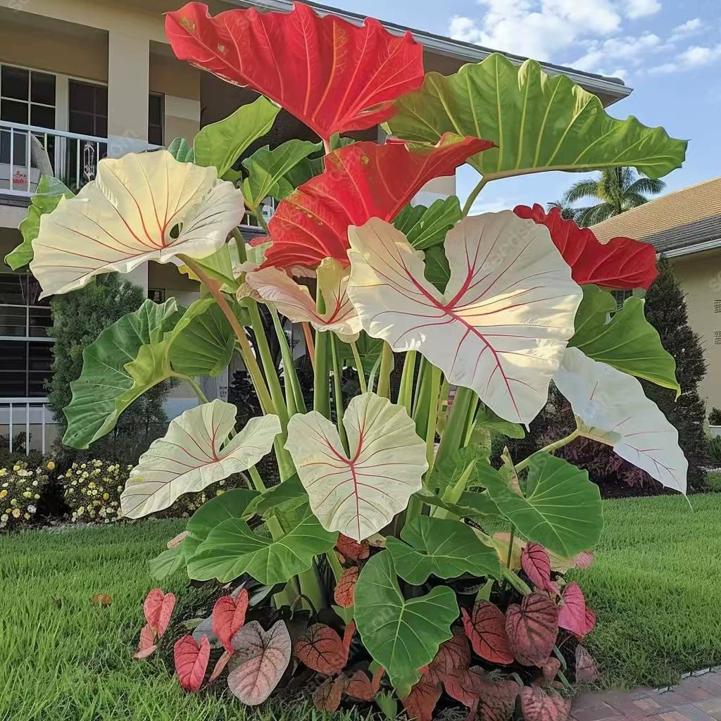 🍃 Rare Coleus seeds, ideal for perennial shade garden ornamental foliage, suitable for outdoor landscaping🌿