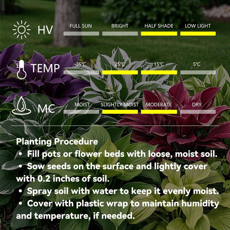 🍃 Rare Coleus seeds, ideal for perennial shade garden ornamental foliage, suitable for outdoor landscaping🌿