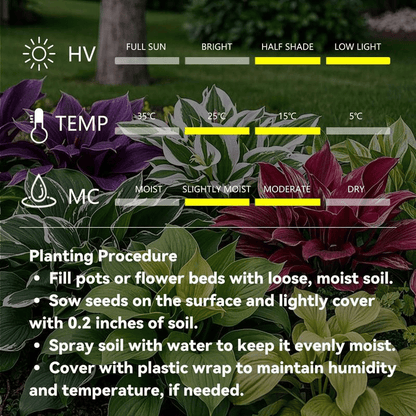 🍃 Rare Coleus seeds, ideal for perennial shade garden ornamental foliage, suitable for outdoor landscaping🌿